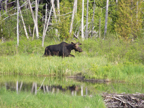 Moose tours at NEOC